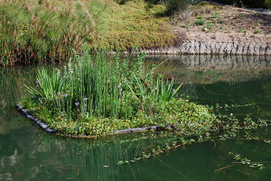 swan nesting island