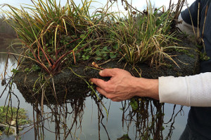 Floating Islands West Biofilm nature's green solution to harmful algae