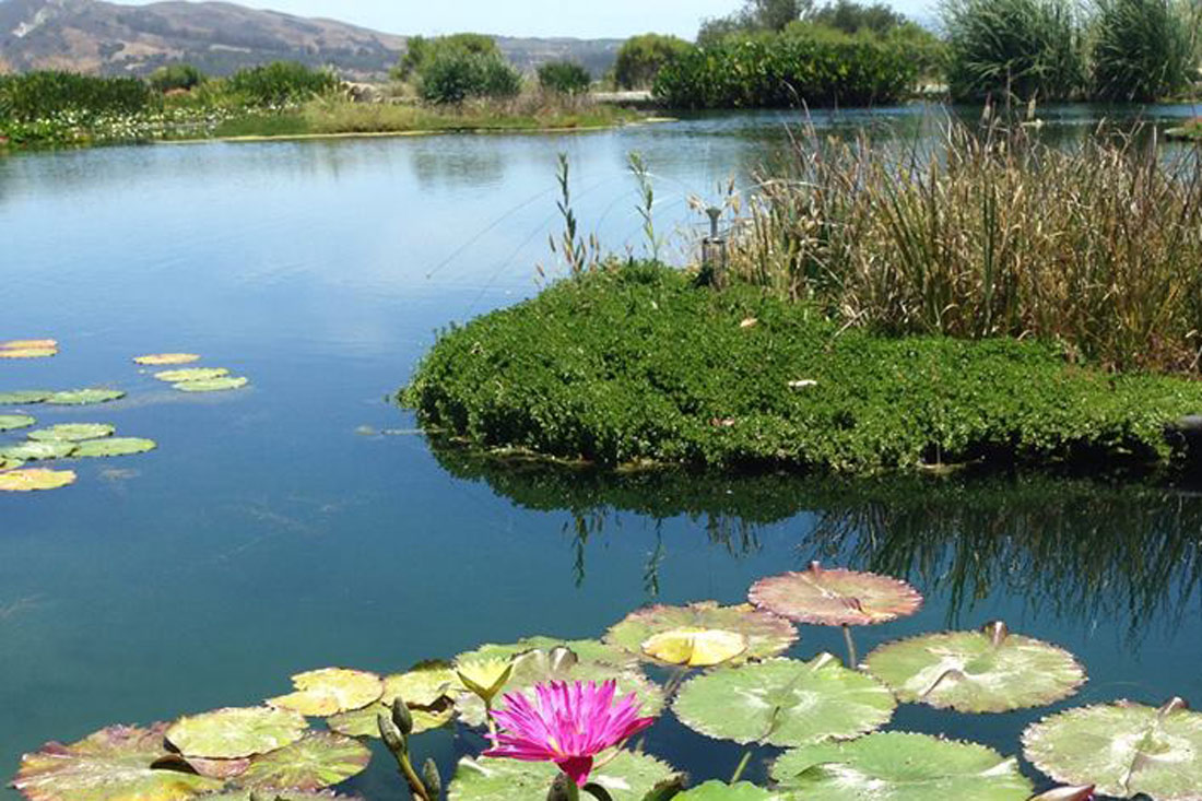 floating treatment wetland in Santa Barbara sustainable vineyard