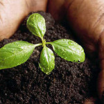 WaterSoil® made from premium coco coir