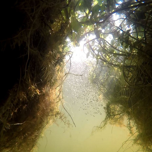 tiny bass among the roots under a floating island thrive because of the bubbles, food, and safety provided