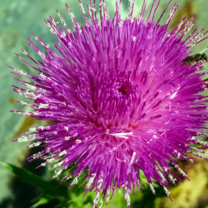 blooming thistle