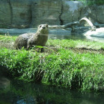 Zoo Montana Otters