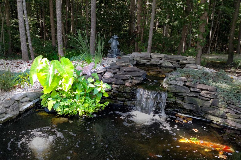 Floating Islands West Spring Pond Prep Pond Clear from Algae