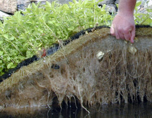under a floating island roots grow through and biofilm grows to attract excess nutrients