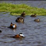 a family of seven ruddy ducks swim around a floating island