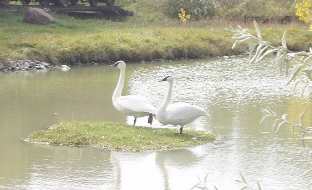a pair of trumpeter swans on a waterfowl habitat floating island 