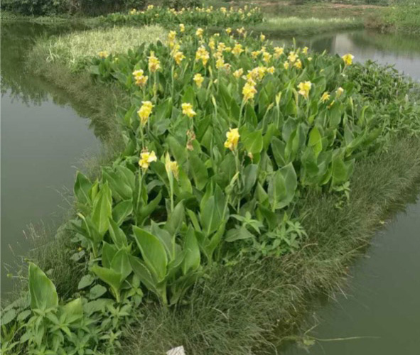 interlocking, modular set of islands planted with yellow iris and other wetland-loving plants reach across the body of a stormwater-fed marshland