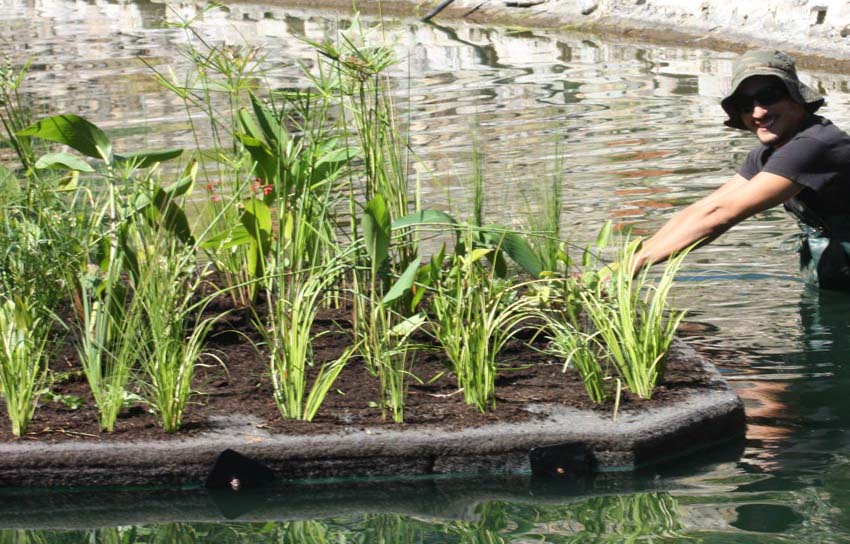 Floating Islands Wetland