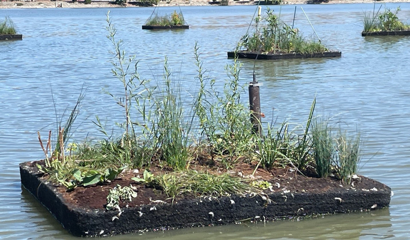 Taking Action to Protect Lake Elizabeth from Extreme Heat